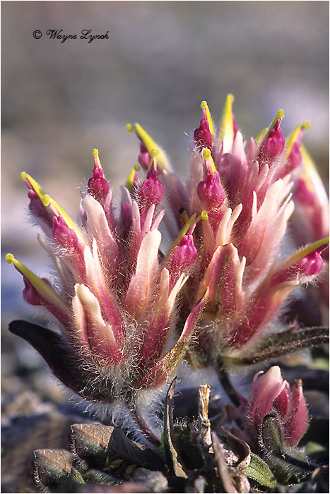 Arctic Paintbrush 101 by Dr. Wayne Lynch &copy;